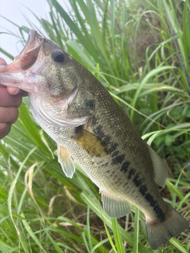 ラージマウスバスの釣果