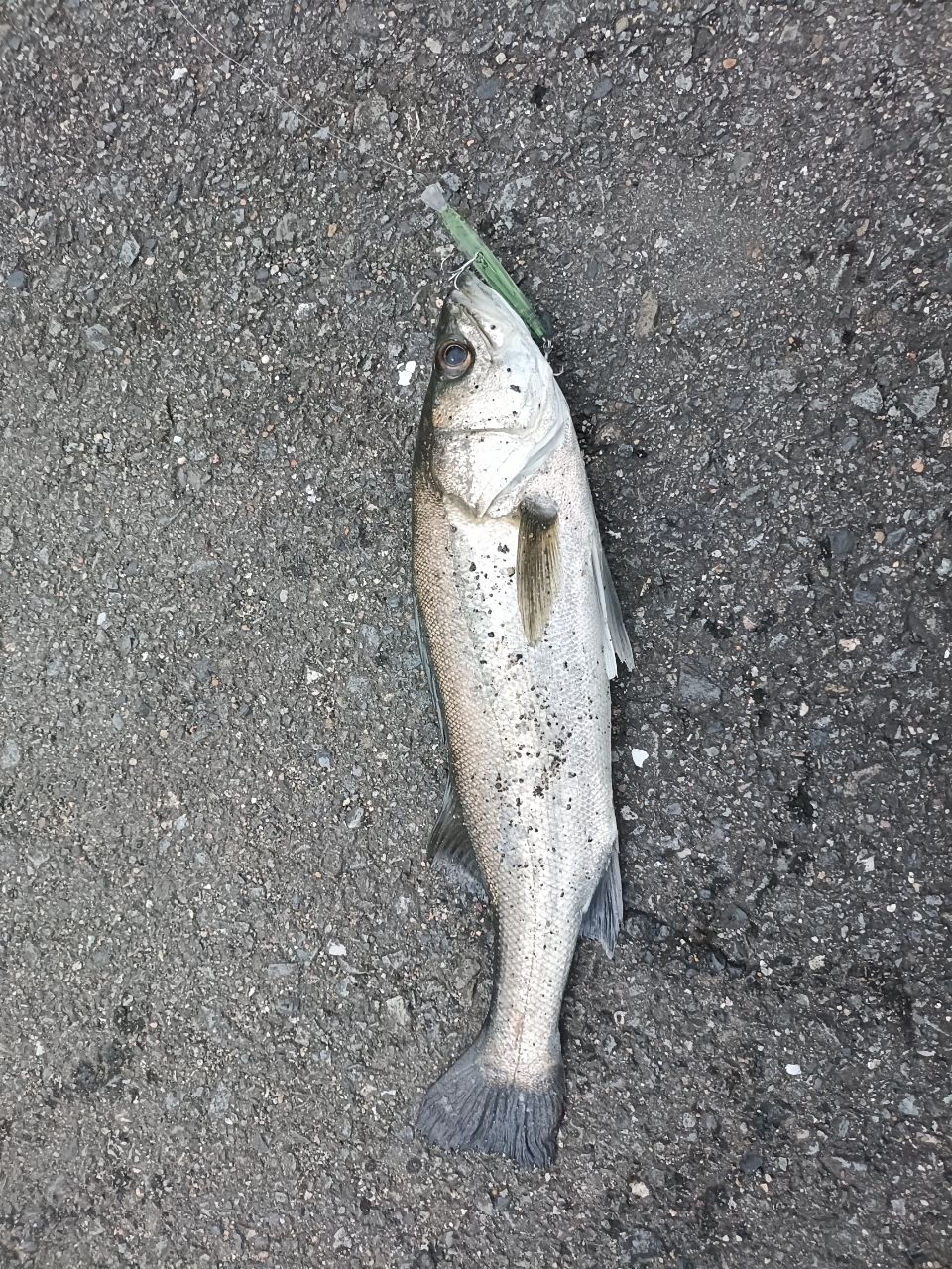 シーバス・ナマズの釣果写真