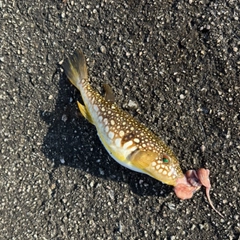 ショウサイフグの釣果