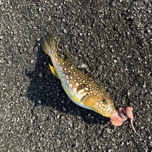 ショウサイフグの釣果