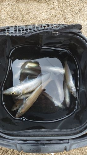 シロギスの釣果