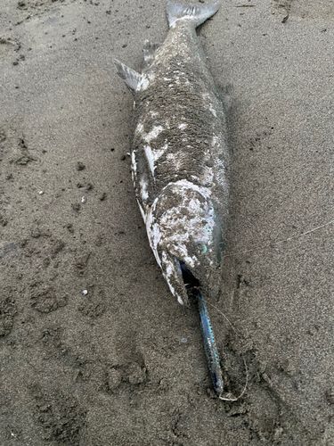 サクラマスの釣果