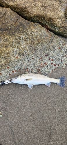 フッコ（マルスズキ）の釣果