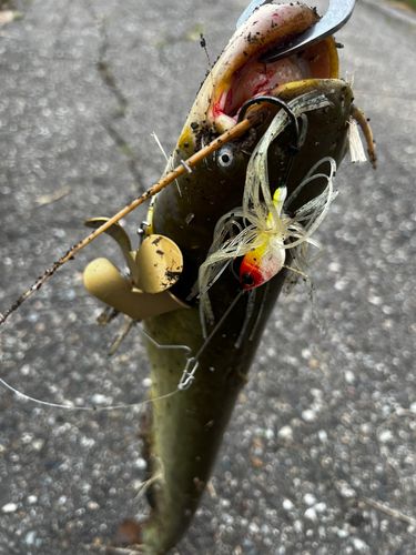 ナマズの釣果