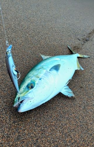 ワラサの釣果