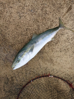 ワラサの釣果