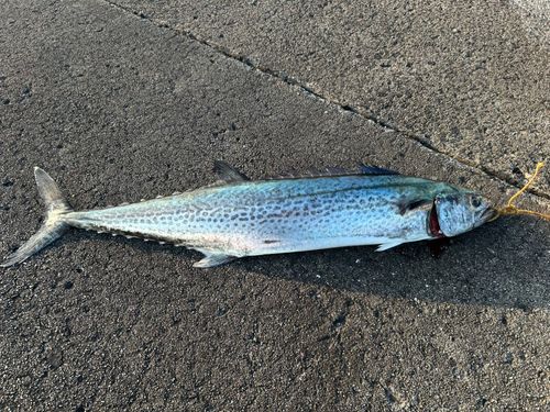 サワラの釣果