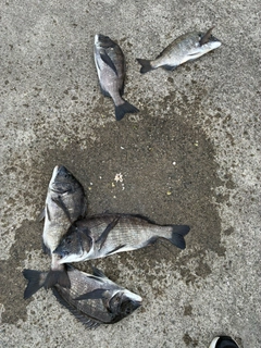 チヌの釣果