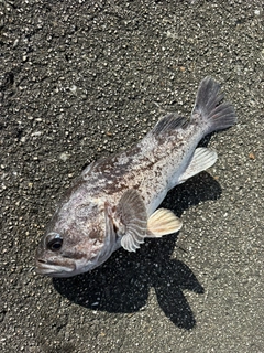クロソイの釣果