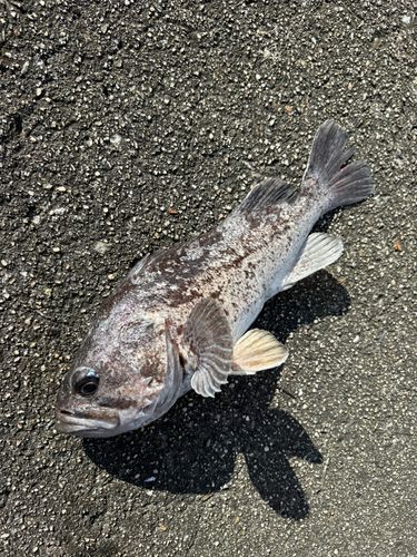 クロソイの釣果