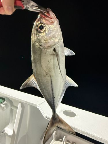 GTの釣果