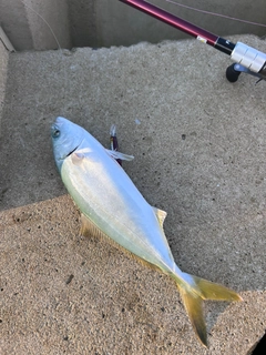 ヤズの釣果