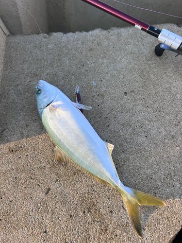 ヤズの釣果