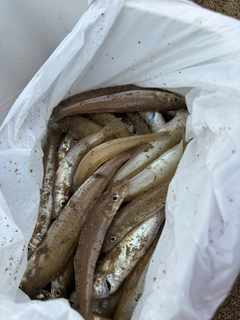 キスの釣果