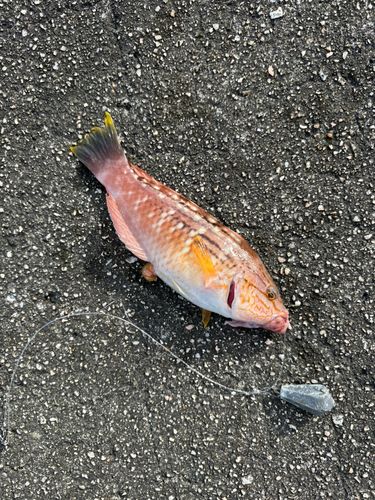 ホシササノハベラの釣果