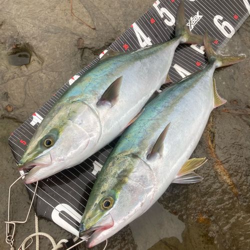 イナダの釣果