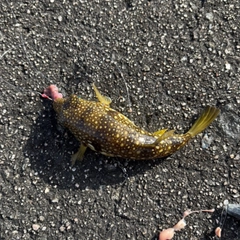 クサフグの釣果