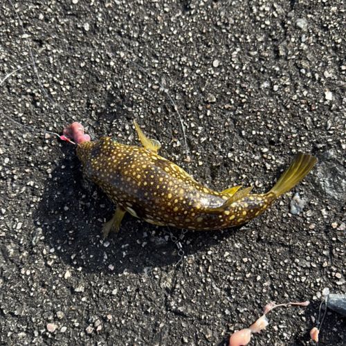 クサフグの釣果