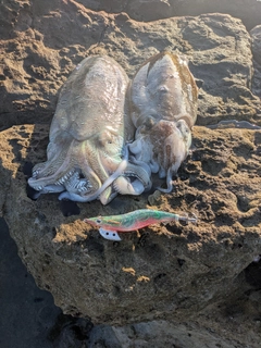 コウイカの釣果