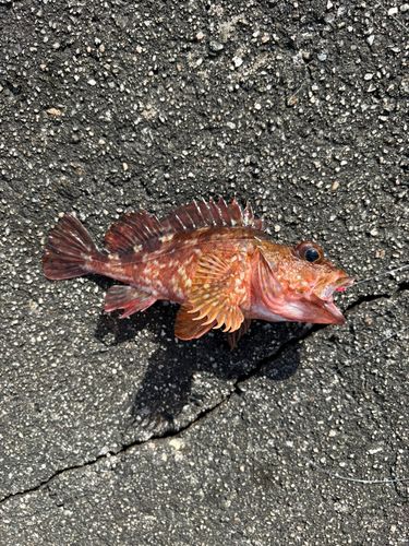 カサゴの釣果