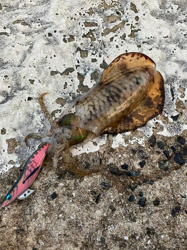 アオリイカの釣果