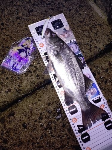 セイゴ（ヒラスズキ）の釣果