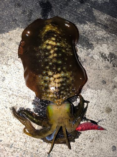 アオリイカの釣果