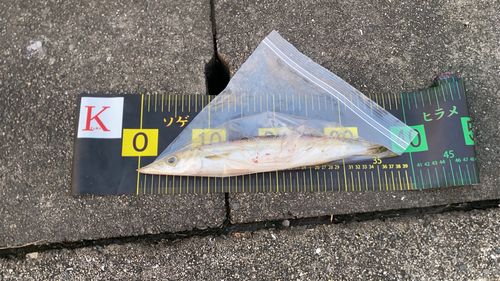 カマスの釣果