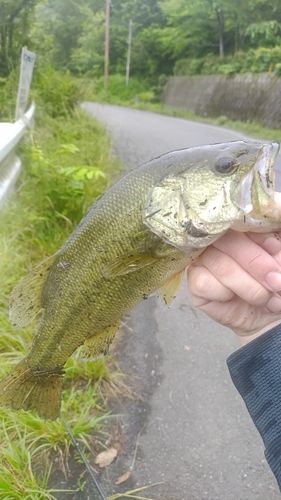 ラージマウスバスの釣果