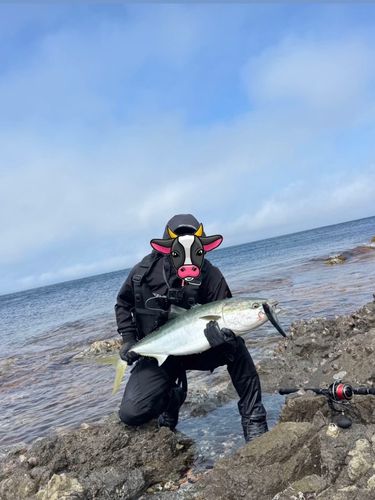 ブリの釣果