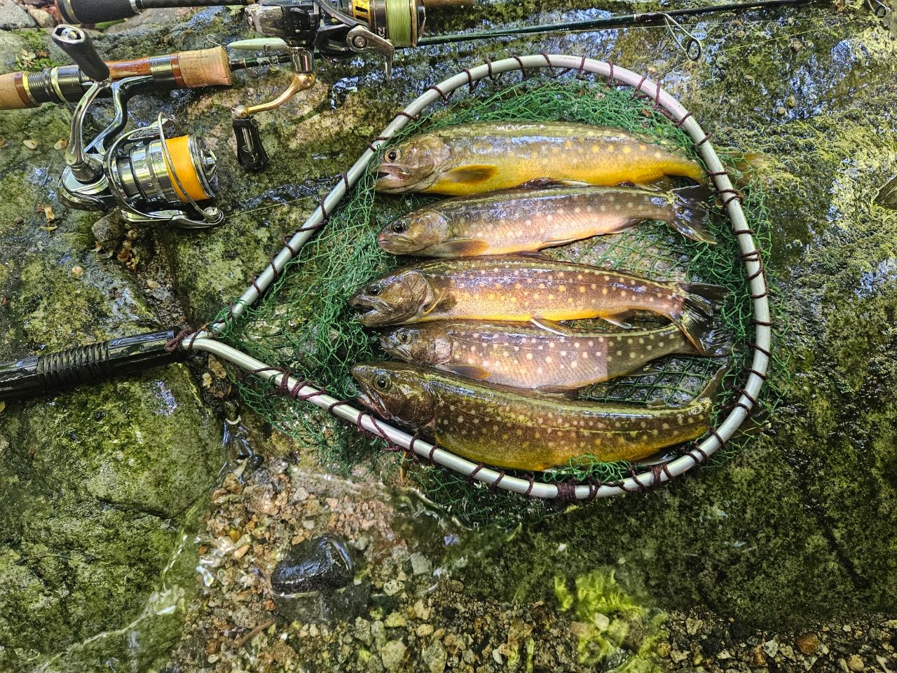 DAIWA 18イグジスト FC LT2500S-Cの最安値・インプレ・釣果 | 本音の