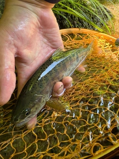 ヤマメの釣果