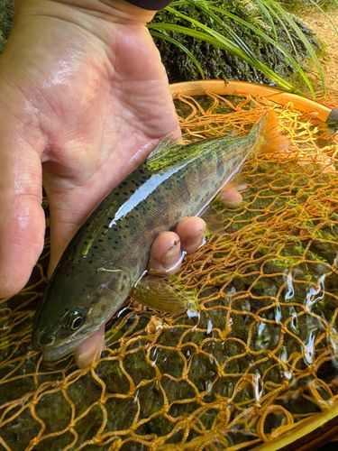 ヤマメの釣果