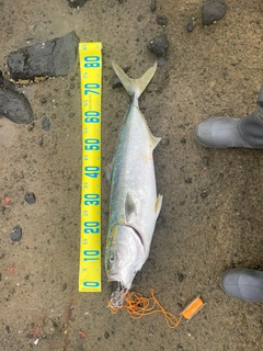 ブリの釣果