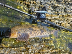 アイナメの釣果