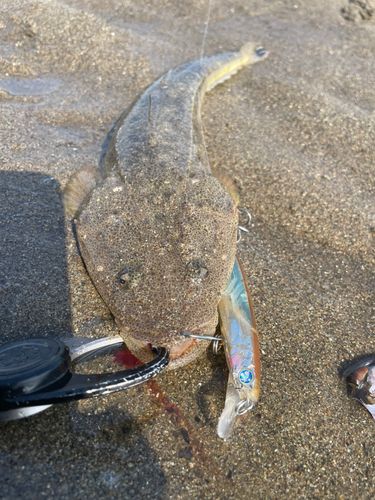 マゴチの釣果