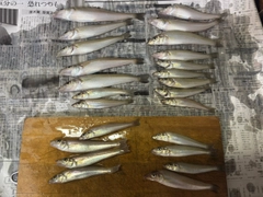 キスの釣果
