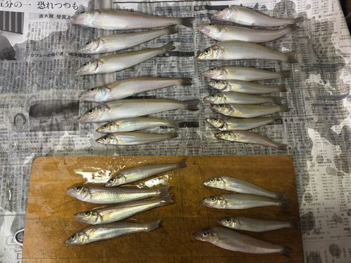キスの釣果
