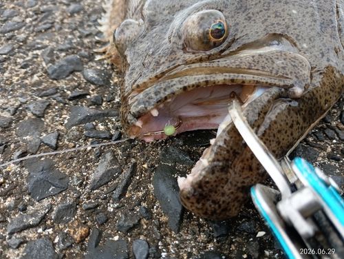 ヒラメの釣果