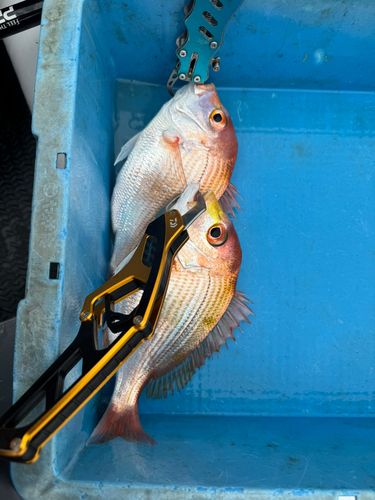 レンコダイの釣果