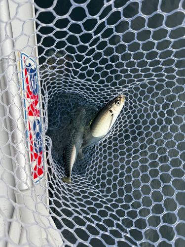 マルアジの釣果