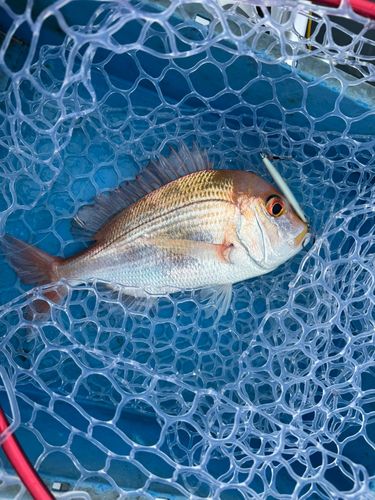 レンコダイの釣果