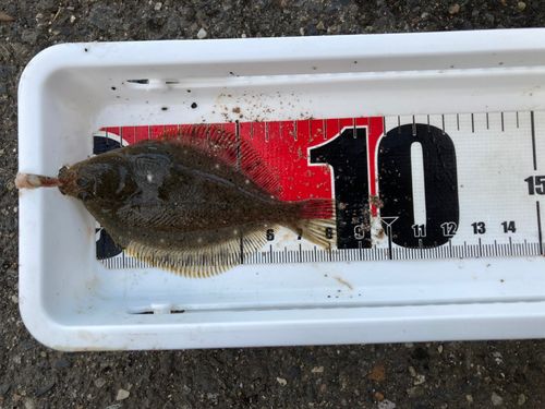 マハゼの釣果