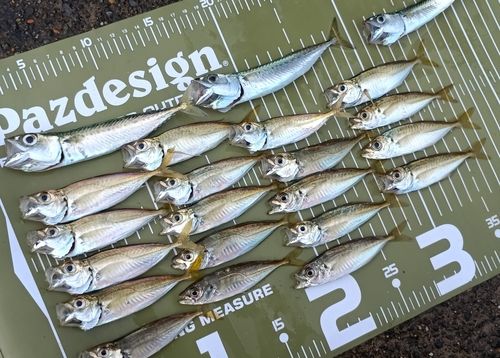 アジの釣果
