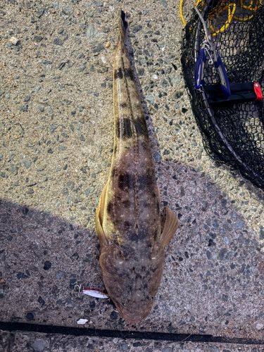 マゴチの釣果