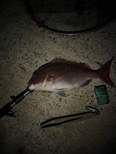 マダイの釣果