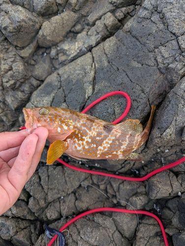キジハタの釣果