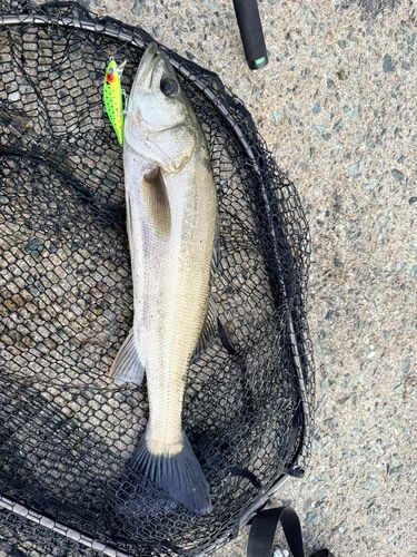 セイゴ（マルスズキ）の釣果