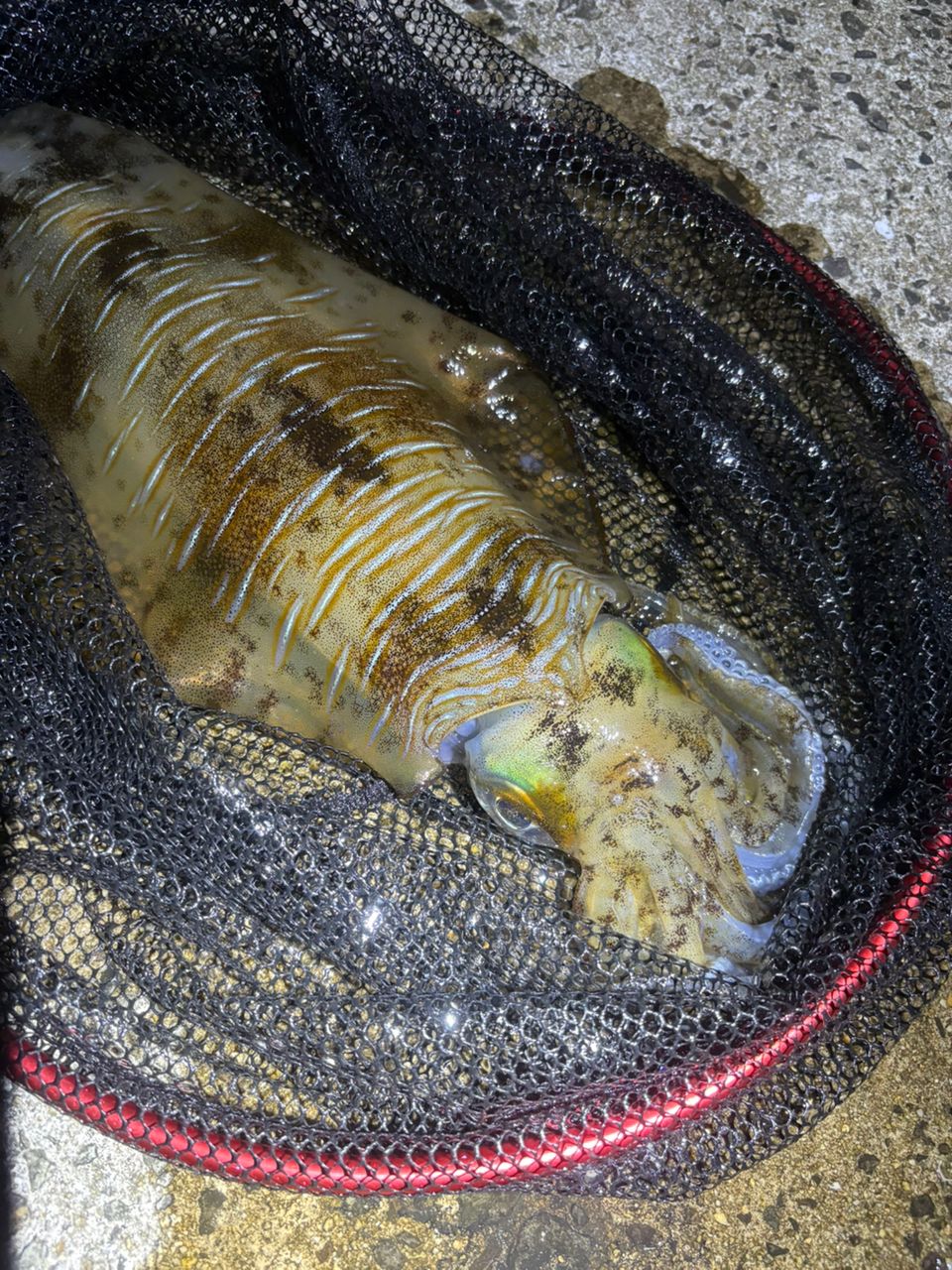 アオリイカの釣果写真