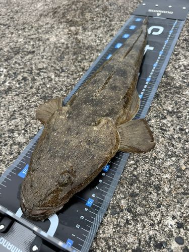 マゴチの釣果